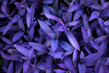 Arka plan malzemesi olarak bir ev bitkisinin yakın plan fotoğrafları.