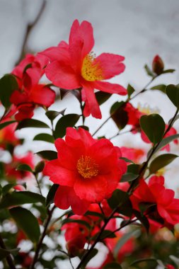 Kamelya çiçekleri kışın açar.