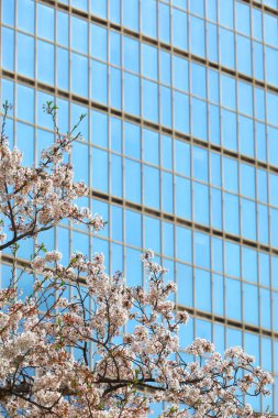 Kiraz çiçeklerinin açtığı Japonya 'nın bahar manzarası