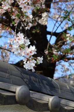 Kiraz çiçeklerinin açtığı Japonya 'nın bahar manzarası