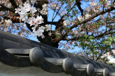 Kiraz çiçeklerinin açtığı Japonya 'nın bahar manzarası