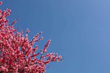 Çiçek açmış kiraz çiçeklerinin yakın plan fotoğrafının arkaplan malzemesi