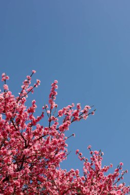 Çiçek açmış kiraz çiçeklerinin yakın plan fotoğrafının arkaplan malzemesi