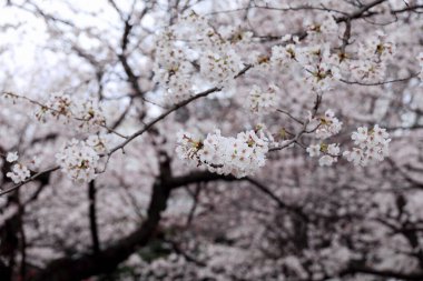 Çiçek açmış kiraz çiçeklerinin yakın plan fotoğrafının arkaplan malzemesi