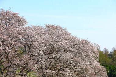 Japonya Tepesi 'nin güzel manzarası. Kiraz çiçekleri çiçek açmış.