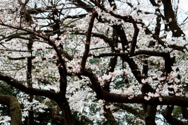 Çiçek açmış kiraz çiçeklerinin yakın plan fotoğrafının arkaplan malzemesi