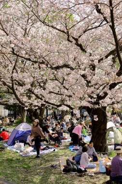 1 Nisan 2023 Kawasaki Şehri, Kanagawa Eyaleti, Saiwai Ward 'daki Japon Minamikawara Parkı ilkbaharda kiraz çiçeklerini izleyen insanlarla doludur..