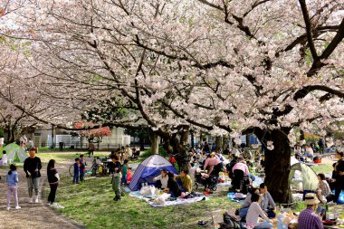 1 Nisan 2023 Kawasaki Şehri, Kanagawa Eyaleti, Saiwai Ward 'daki Japon Minamikawara Parkı ilkbaharda kiraz çiçeklerini izleyen insanlarla doludur..