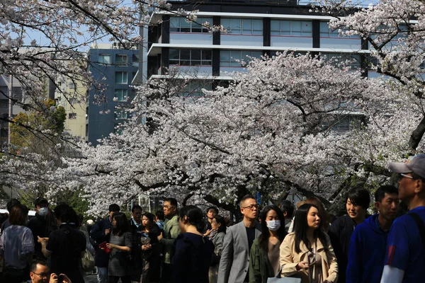 6 Nisan 2019, Chiyoda-ku, Tokyo, Japonya Tokyo 'da kiraz çiçeklerinin açtığı Chidorigafuchi Park' ı gören birçok insan var.