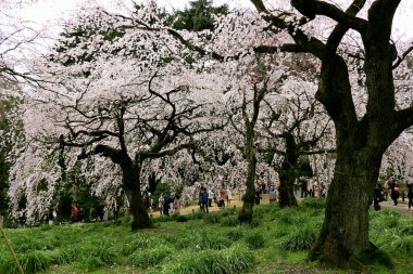 24 Mart 2018 Shinjuku -ku, Tokyoİnsanlar Tokyo 'da turistik bir yer olan Shinjuku Gyoen' de kiraz çiçeklerinin ve kiraz çiçeklerinin tadını çıkarıyorlar.