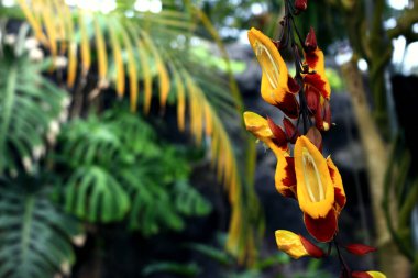 Garip şekilli Thunbergia Mysolensis çiçekleri tropik bir ormanda çiçek açıyor.