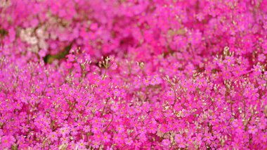 Pembe yosunlu bir çiçek tarhının yakın plan fotoğrafı.