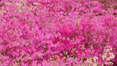 Pembe yosunlu bir çiçek tarhının yakın plan fotoğrafı.