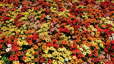 Renkli zinnia çiçekleri olan bir çiçek bahçesinin yakın plan fotoğrafı.