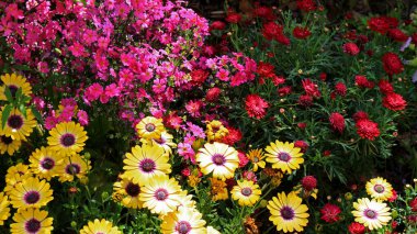 Çiçek tarlasında çiçek açan papatya burunlu