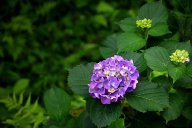 Açık mor ortanca taze yeşilliklerin arasında güzel bir şekilde çiçek açıyor.