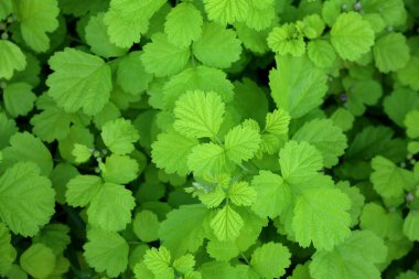 Arkaplanda yemyeşil yaprakların yemyeşil fotoğrafı var.