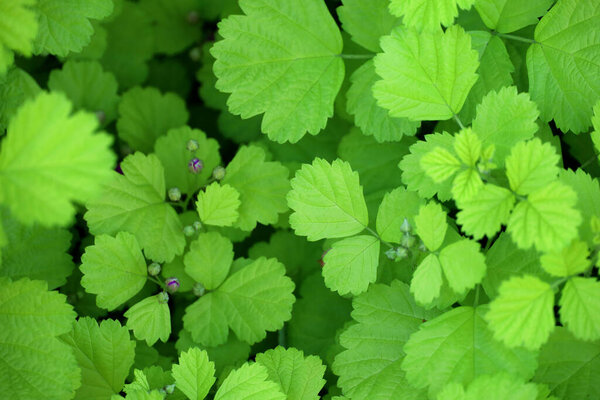 Фон материала фото пышные, свежие зеленые листья близко