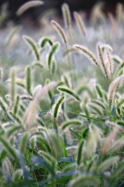 Autumn Green foxtail swaying in the wind and shining in the sunlight clipart