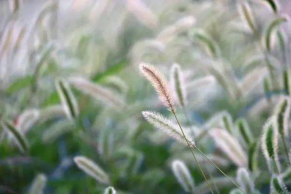 Stock image Autumn Green foxtail swaying in the wind and shining in the sunlight