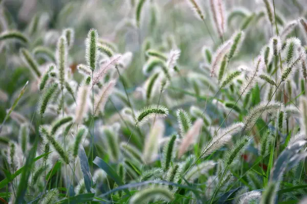 stock image Autumn Green foxtail swaying in the wind and shining in the sunlight