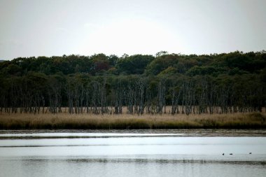Kushiro nehrinin manzarası Hokkaido 'daki Kushiro bataklığından sakince akıyor.