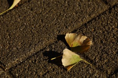 Sarı düşen ginkgo yaprakları kış öğleden sonra güneşinin aydınlattığı kaldırımda.