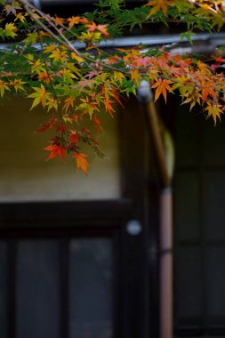 Eski bir Japon evinin girişini süsleyen bir Japon akçaağaç kırmızıya dönmeye başlıyor.