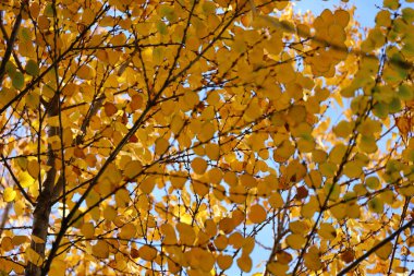 Mavi gökyüzü ve sonbahar yaprakları Katsura ağacından