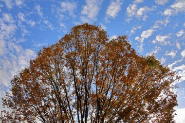 Zelkova ağacının mavi gökyüzü ve sonbahar yaprakları