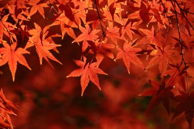 Japon akçaağaç yapraklarının yakın plan fotoğrafı.