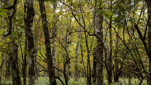 Hokkaido 'daki güzel sonbahar orman manzarası