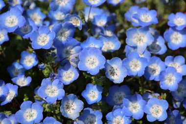 Mavi nemofilya çiçeklerinin arka plan fotoğrafı.