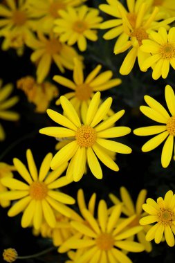 Background material photo of a close-up of a yellow Euryops daisy flower clipart