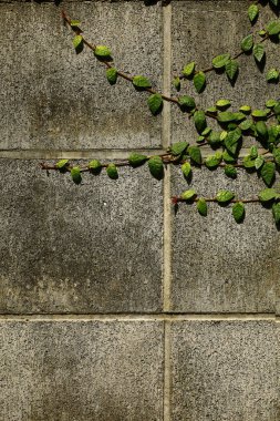 Sarmaşıklar beton bir duvara tırmanıyor.