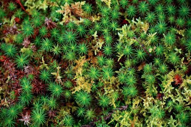 Renkli Polytrichum komünü yakın plan fotoğrafı