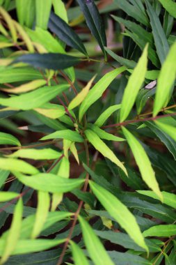 Mahonia konfeksiyon yapraklarının yakın plan fotoğrafı