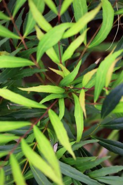 Mahonia konfeksiyon yapraklarının yakın plan fotoğrafı