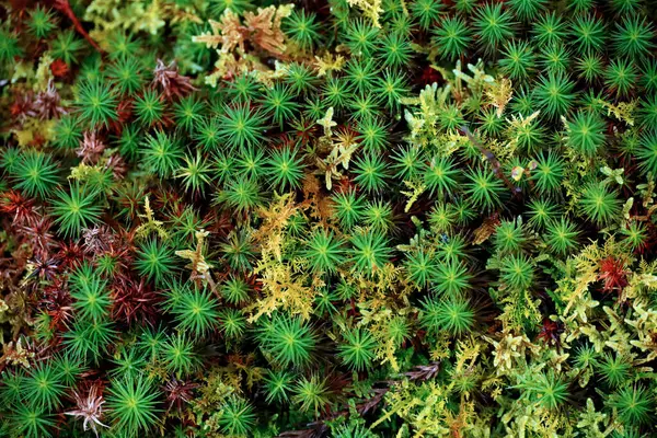 Renkli Polytrichum komünü yakın plan fotoğrafı