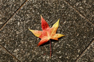 Amerikan Tatlandırıcısı 'nın taştan kaldırımları ve düşen sonbahar yaprakları