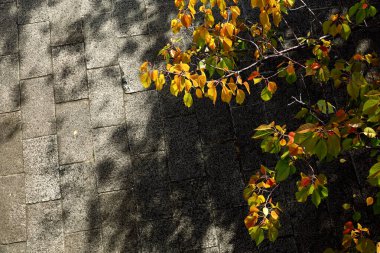 Sonbahar kiraz ağaçları ve yaprakların arasından süzülen güneş ışığı olan taş kaldırımlar.