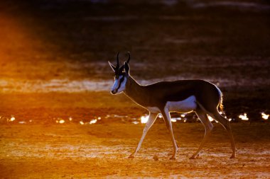 Springbok şafak vakti Güney Afrika 'daki Kgalagari sınır ötesi parkında güneşin önünde yürüyor Bovidae familyasından Specie Antidorcas Marsupialis