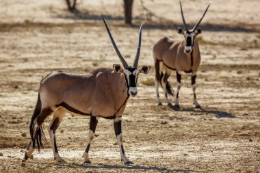 Güney Afrika 'daki Kgalagadi sınır ötesi parkında duran iki Güney Afrika antilobu Bovidae familyasından Specie Oryx gazella.