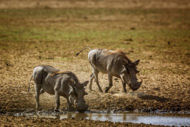 Güney Afrika 'daki Kgalagadi sınır ötesi parkında iki yaygın yaban domuzu; Suidae familyasından Specie Phacochoerus africanus