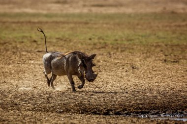 Güney Afrika 'daki Kgalagadi sınır ötesi parkındaki su birikintisine doğru koşan yaygın yaban domuzu; Suidae ailesinden Specie Phacochoerus africanus