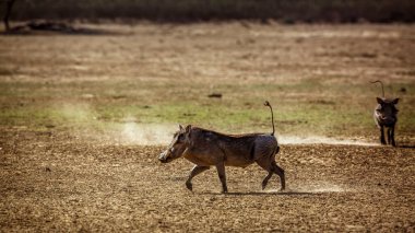 Güney Afrika 'da Kgalagadi sınır ötesi parkında iki yaygın yaban domuzu; Suidae familyasından Specie Phacochoerus africanus