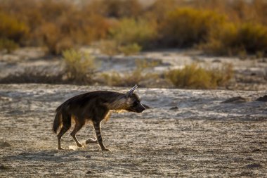 Güney Afrika 'daki Kgalagadi sınır ötesi parkında arka planda yürüyen kahverengi sırtlan; Hyaenidae ailesinden Specie Parahyaena brunnea