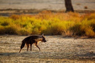 Güney Afrika 'daki Kgalagadi sınır ötesi parkında arka planda yürüyen kahverengi sırtlan; Hyaenidae ailesinden Specie Parahyaena brunnea