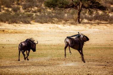 Güney Afrika 'daki Kgalagadi sınır ötesi parkında kum kazıyan iki mavi antilop Bovidae ailesinden Specie Connochaetes taurinus