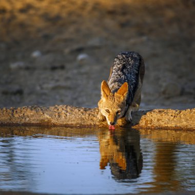 Güney Afrika 'daki Kgalagadi sınır ötesi parkında şafak vakti su birikintisinde içen Kara Çakal; Canidae familyasından Specie Canis